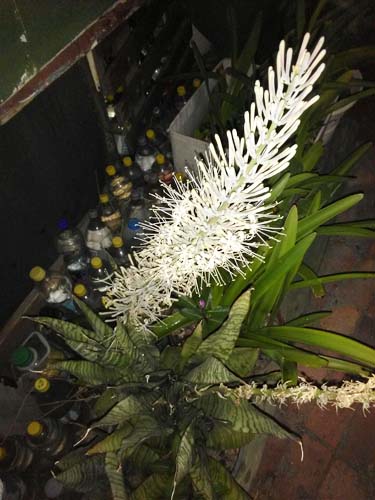 Snake flowers
